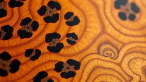 distinctive grain patterns evident