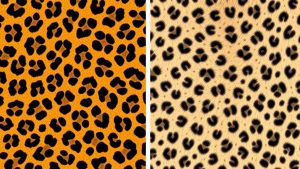Leopard Print Vs Cheetah: 10 Key Differences leopard and cheetah differences