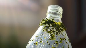 Causes of Mold in Water Bottles mold growth in bottles