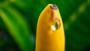 7 Critical Things to Know About Banana Drops Before You Buy banana drop purchasing tips