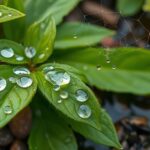 What Makes Rainwater Safe to Drink?