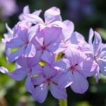What Is the Meaning of the Color Periwinkle?