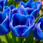 What Are the Unique Features of Blue Tulips?
